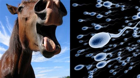 Horse Cumshots Videos .